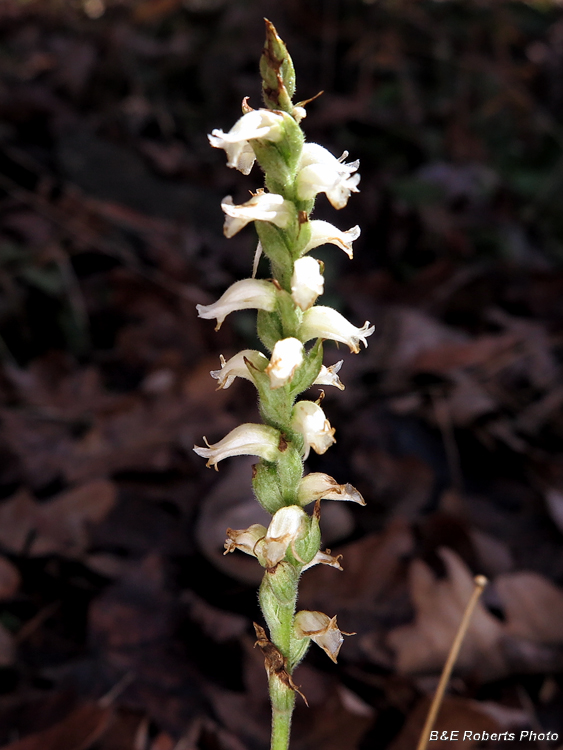 Spiranthes