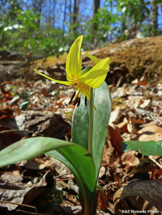 Trout_Lily