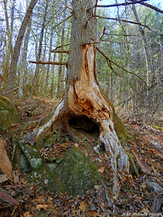 Tree_on_rock