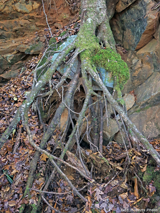 Tree_roots