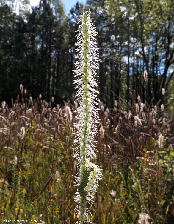 Grass_seed_heads