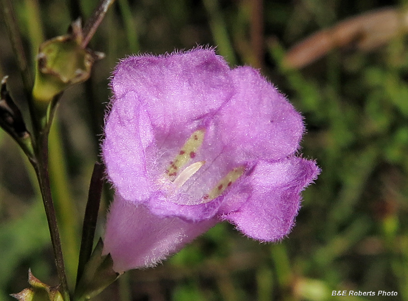 Agalinus_purpurea