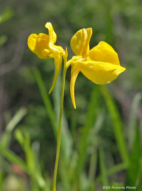 Horned_Bladderwort