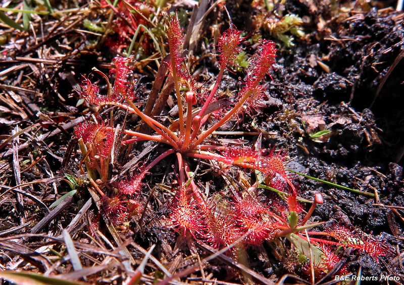 Sundew