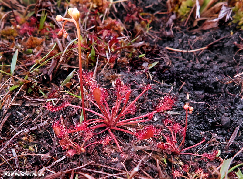 Sundew