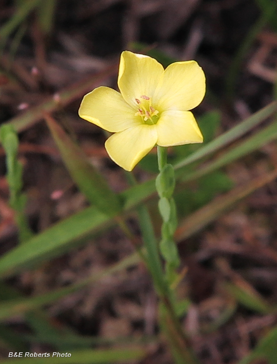 Woodland_Flax