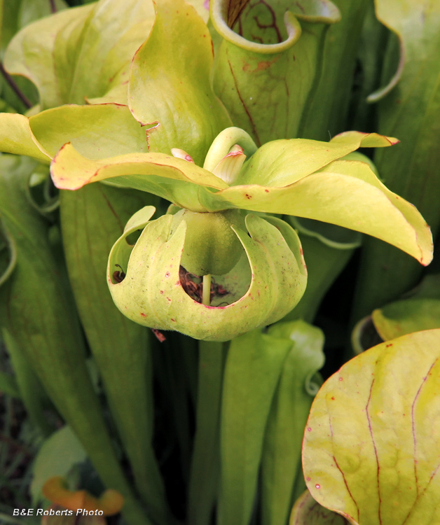 Pitcherplant_flower