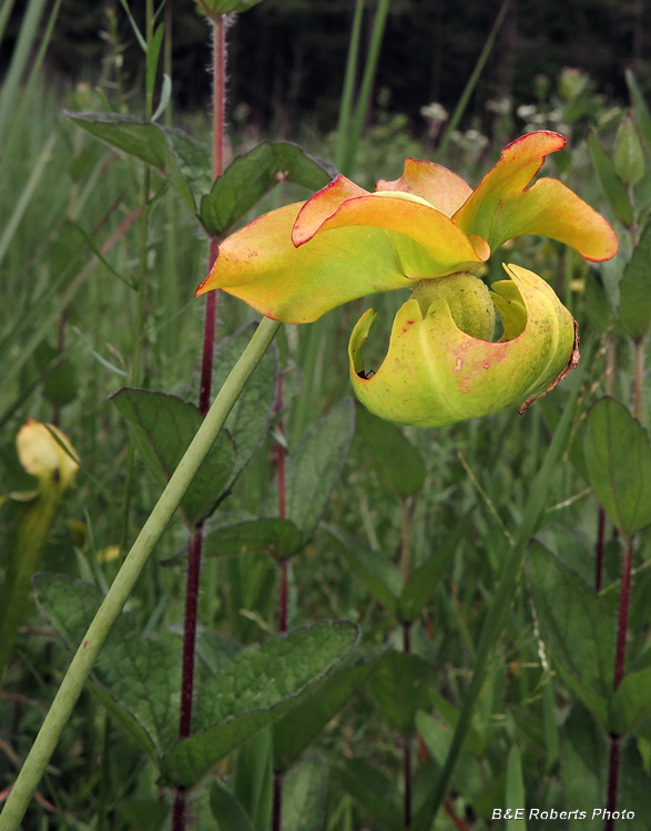 Pitcherplant_flower