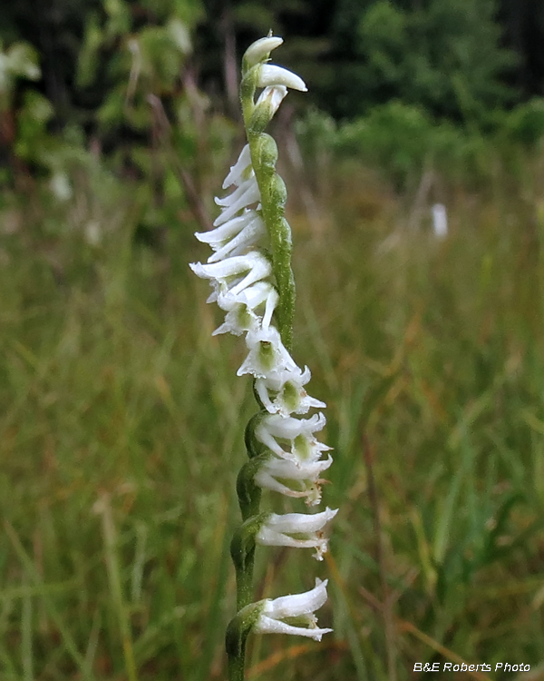 Ladies_Tresses