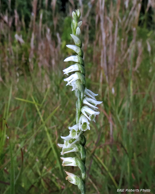 Ladies_Tresses