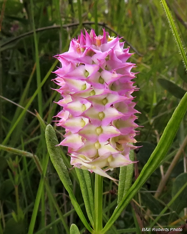 Milkwort