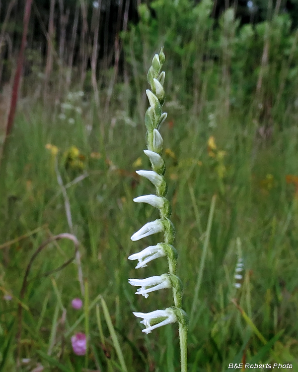 Ladies_Tresses