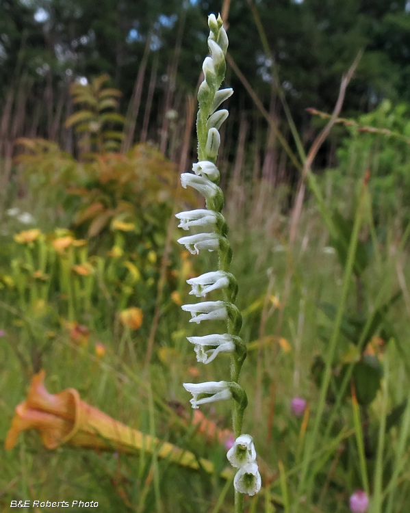 Ladies_Tresses