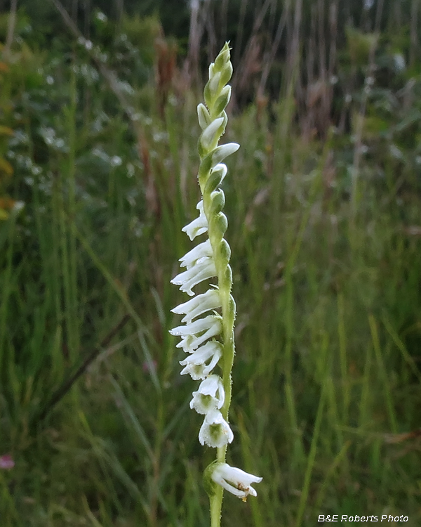 Ladies_Tresses