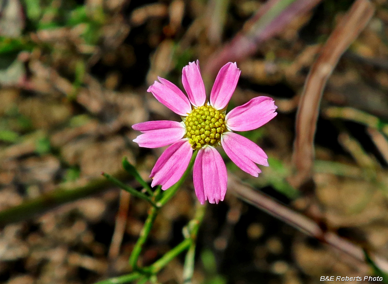 Rose_coreopsis