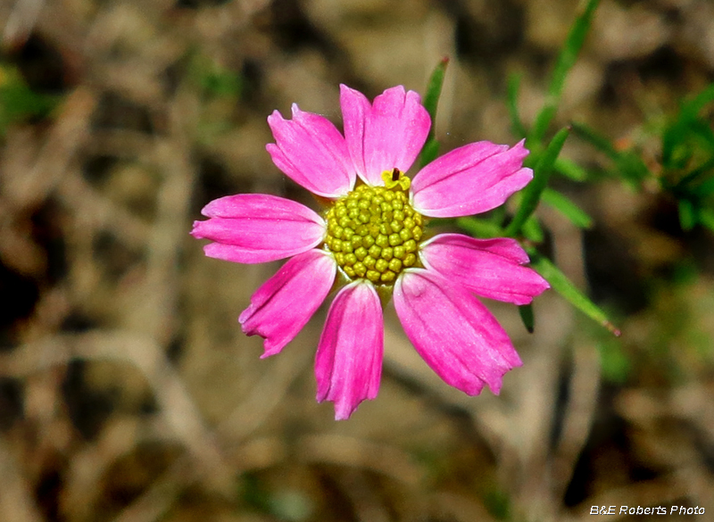 Rose_coreopsis