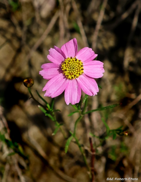 Rose_coreopsis