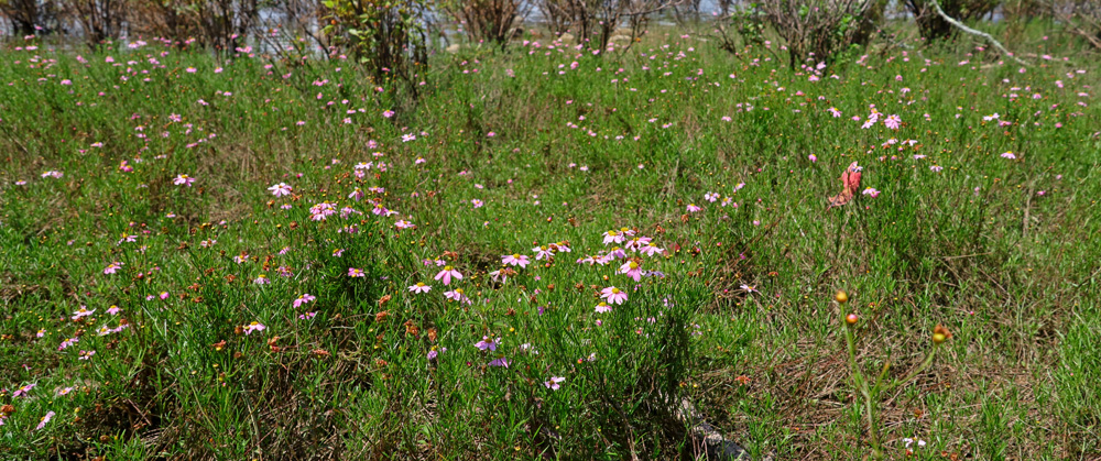 Pitcher_plants