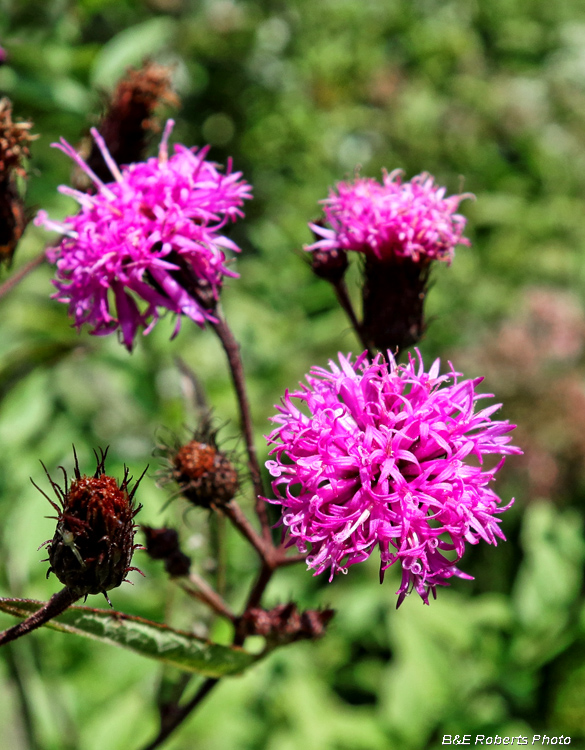 Ironweed