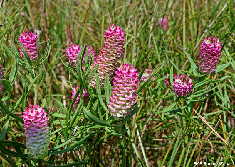 Polygala_cruciata