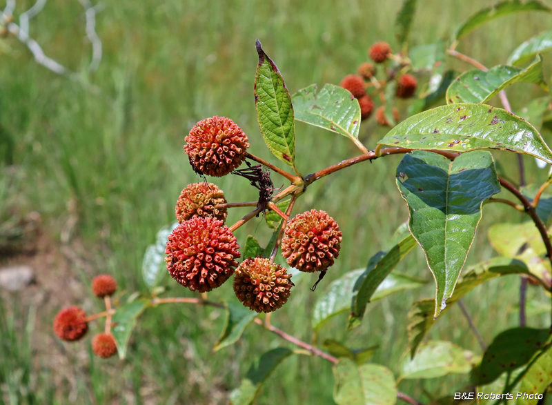 ButtonBush