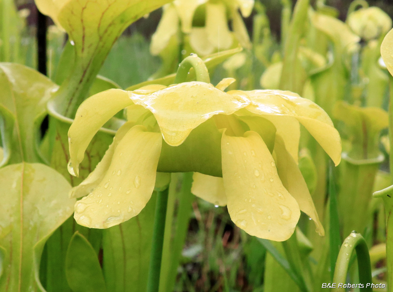 Pitcher_flower