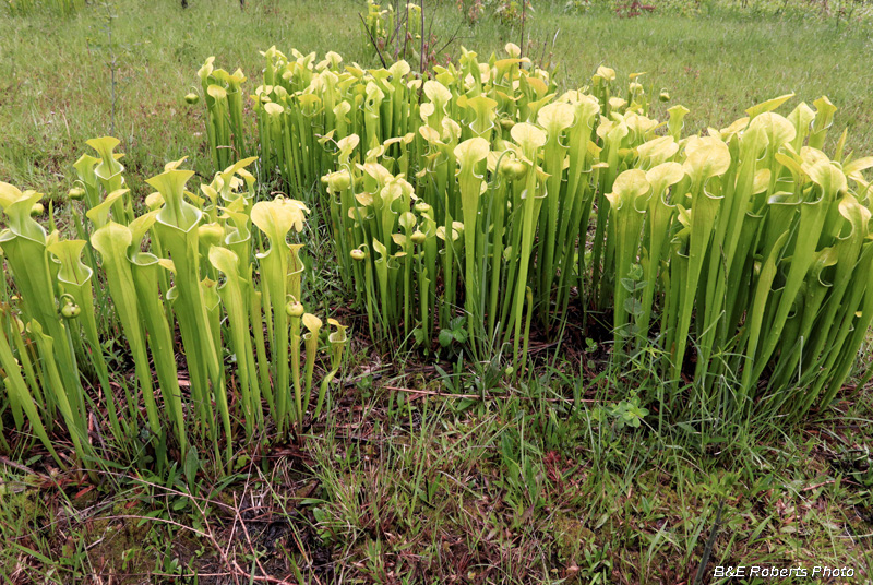 Pitcher_Plants