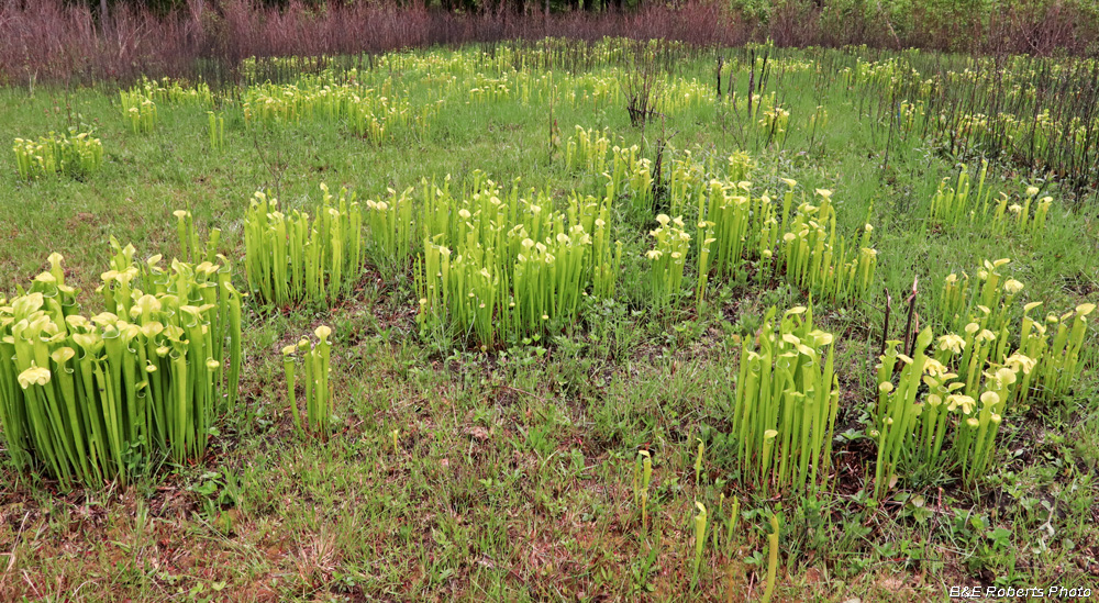 Pitcher_plant_habitat