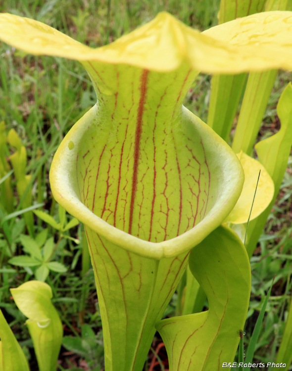 Pitcher_flower