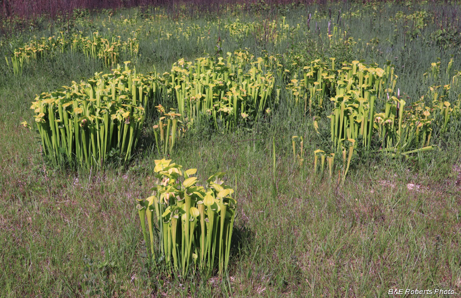 Pitcher_plants