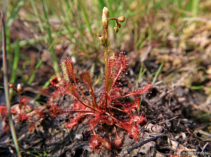 Sundew