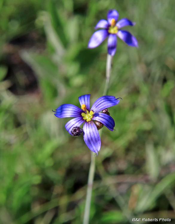 Narrow_Blue-eyed_grass