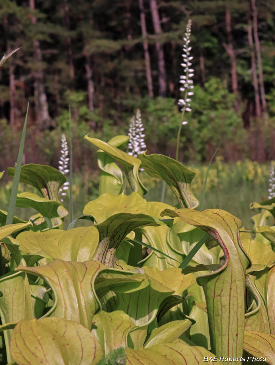 Pitchers_and_Colicroot