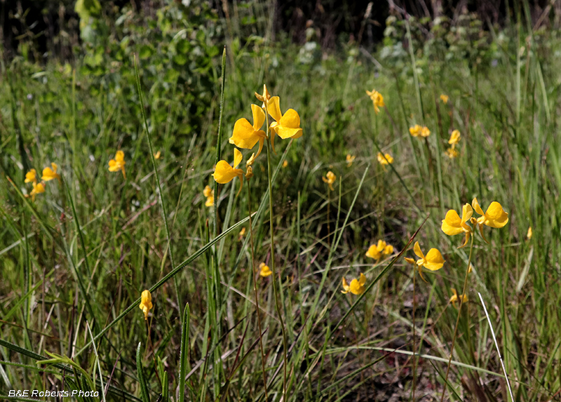 Bladderwort