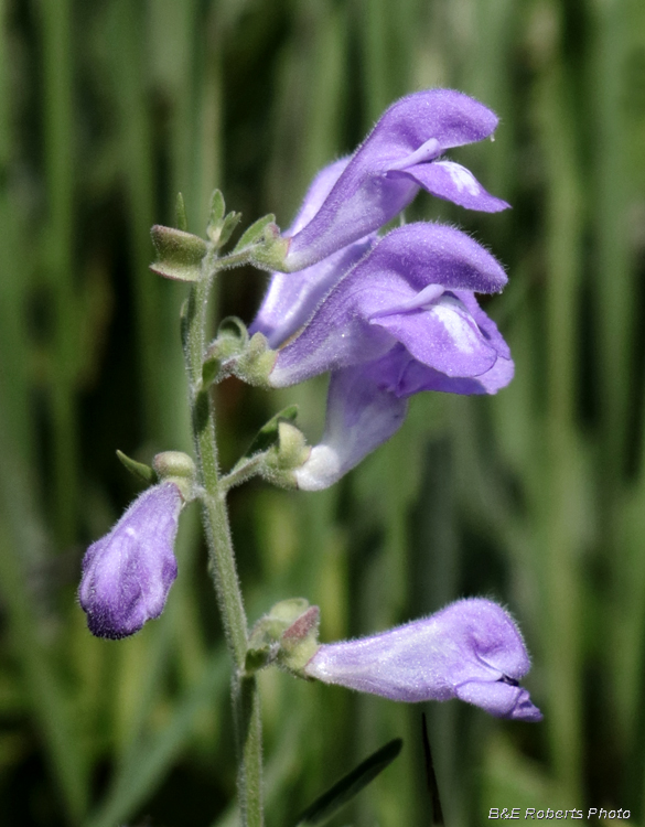 Skullcap