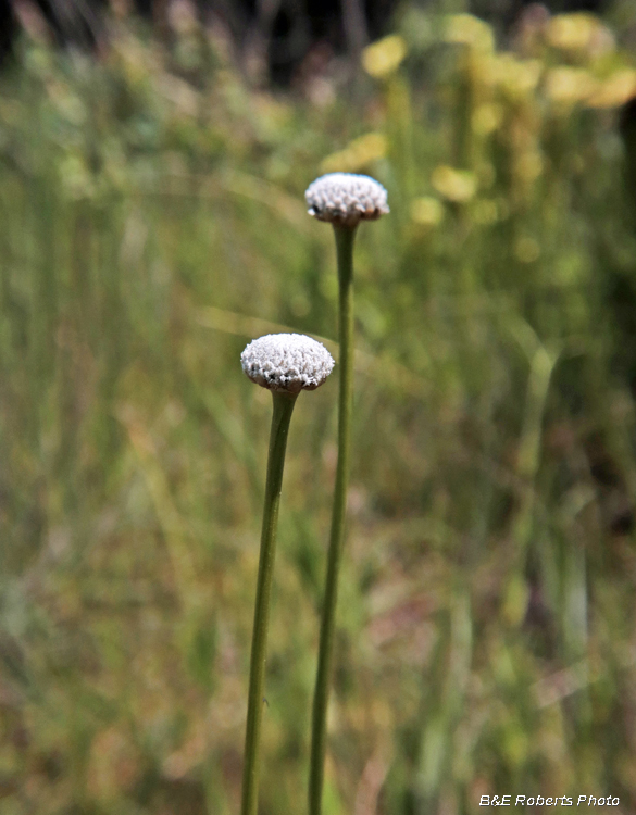 Eriocaulon