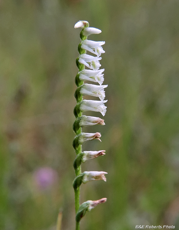 Spiranthes