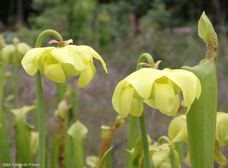 Pitcher_plant_flowers