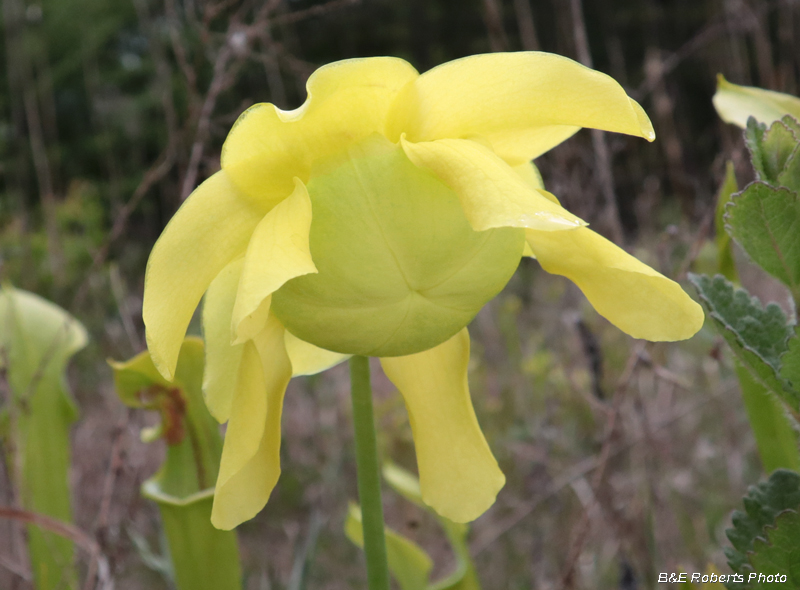 Pitcher_plant_flower