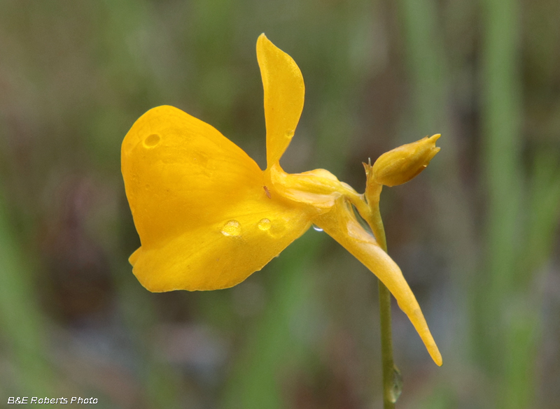 Utricularia