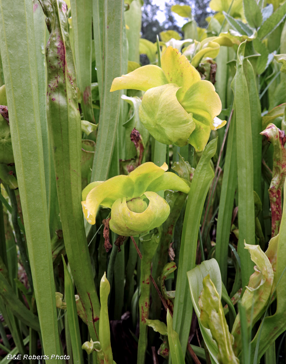 Pitcher_flowers