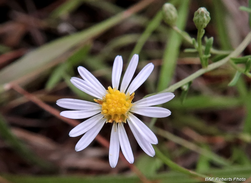 Rice_Button_Aster