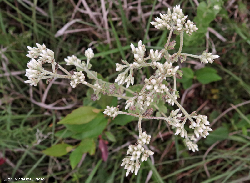 Eupatorium