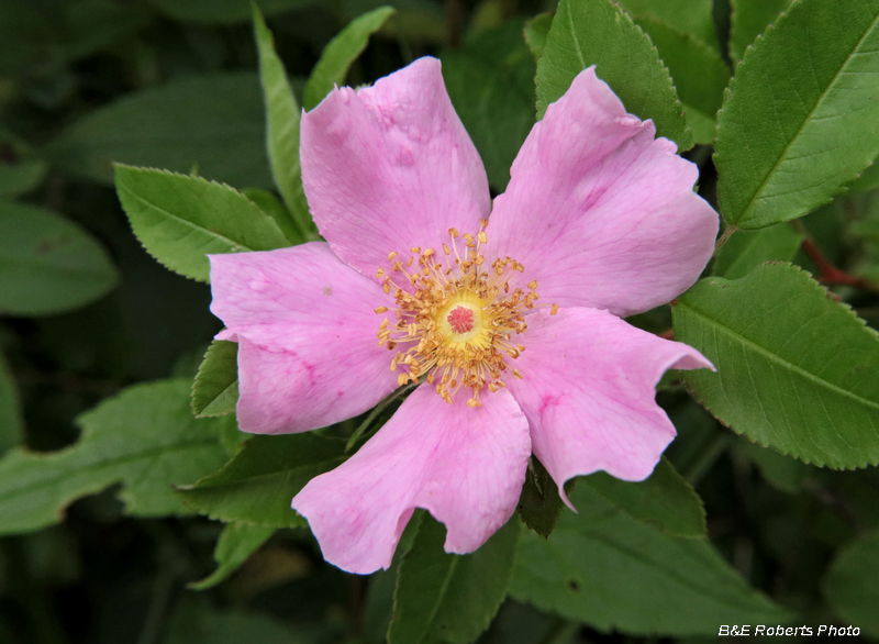 Swamp_Rose