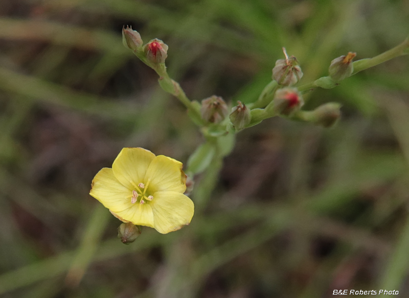 Woodland_Flax