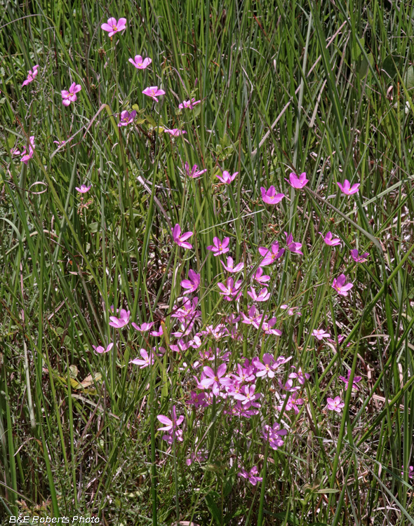 Sabatia