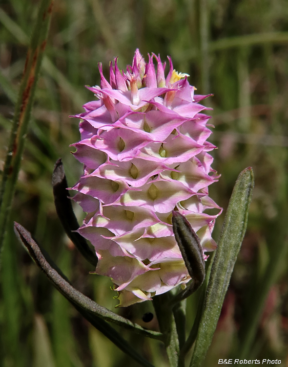 Polygala