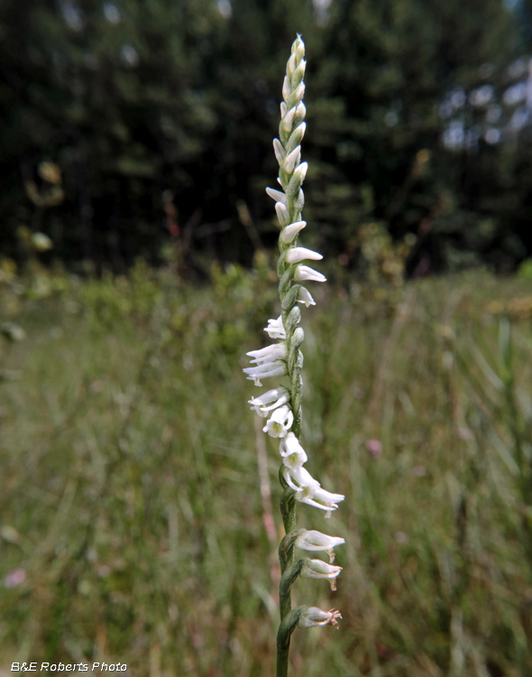 Spiranthes_lacera