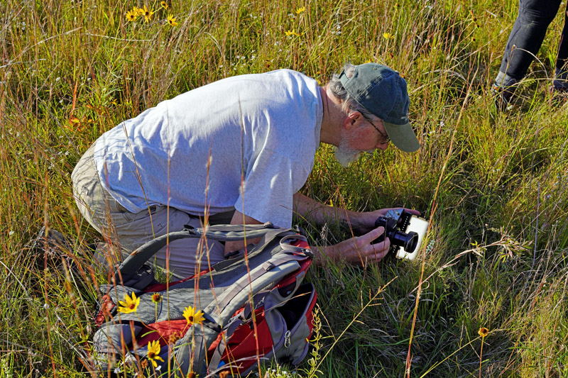 Photographing_Spiranthes_cernua