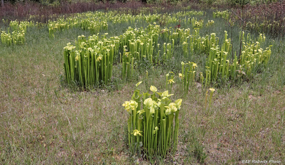 Pitcher_plants